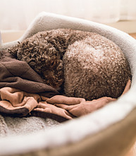 luxury extra large dog beds