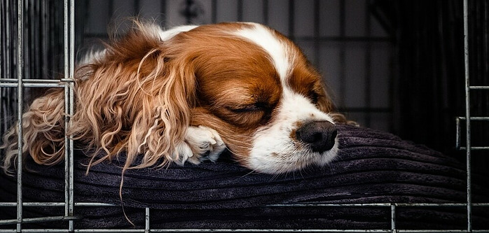 a dog sleeping in her open crate