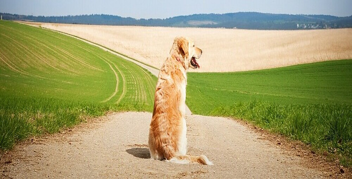 sitting dog