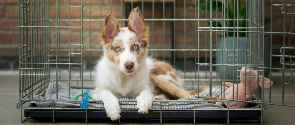 a relaxed puppy in her wire crate