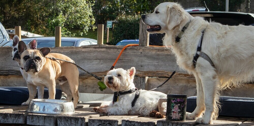 four dogs, each of whom would need their own crate appropriately sized to them